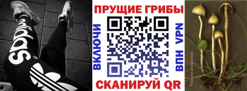 Галлюциногенные грибы ЛСД цена наркотик Новосокольники